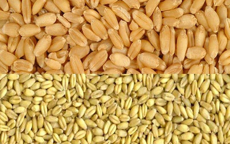 Farina di grano Duro o Semola
